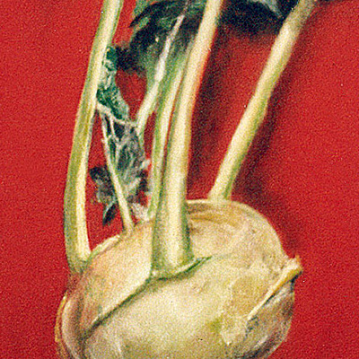 Kohlrabi